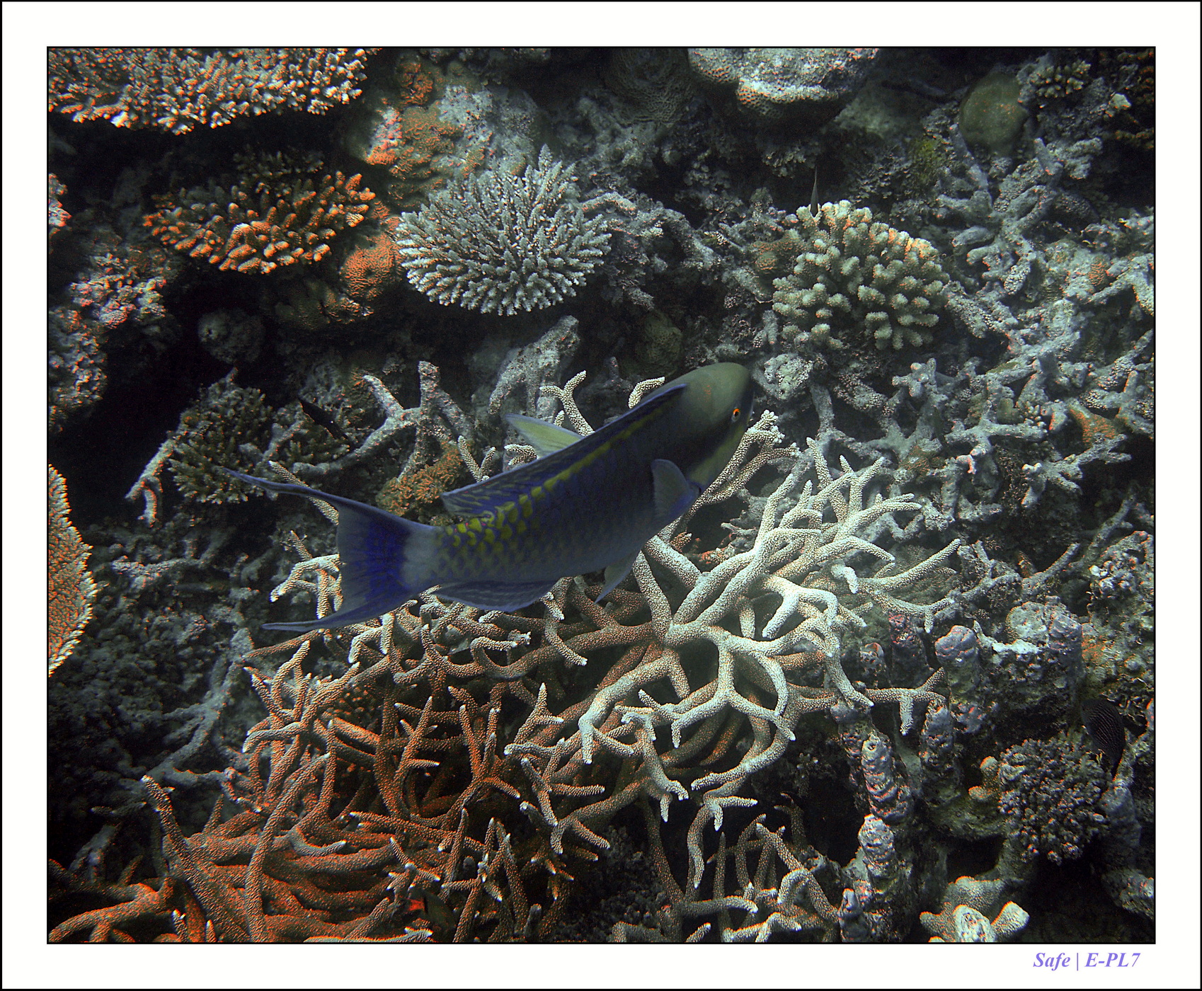 2022 - 07 - snorkeling Maldives - 017